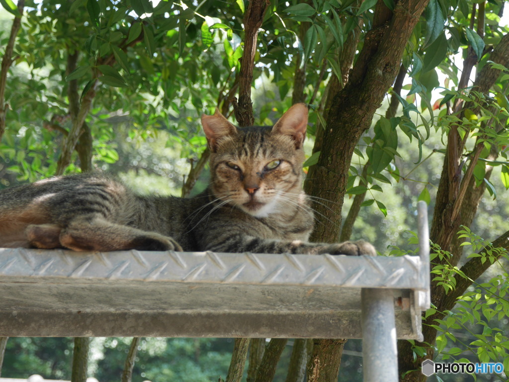 猛暑を避けて