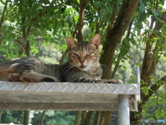 猛暑を避けて
