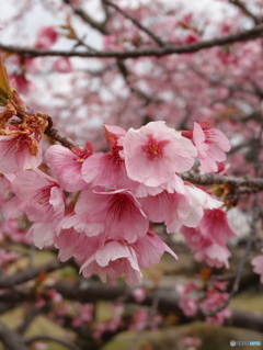 大寒桜