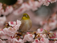 メジロと大寒桜Ⅰ