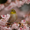 メジロと大寒桜Ⅰ