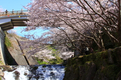 橘公園の桜