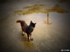 雨上がり