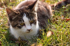 晩秋の猫