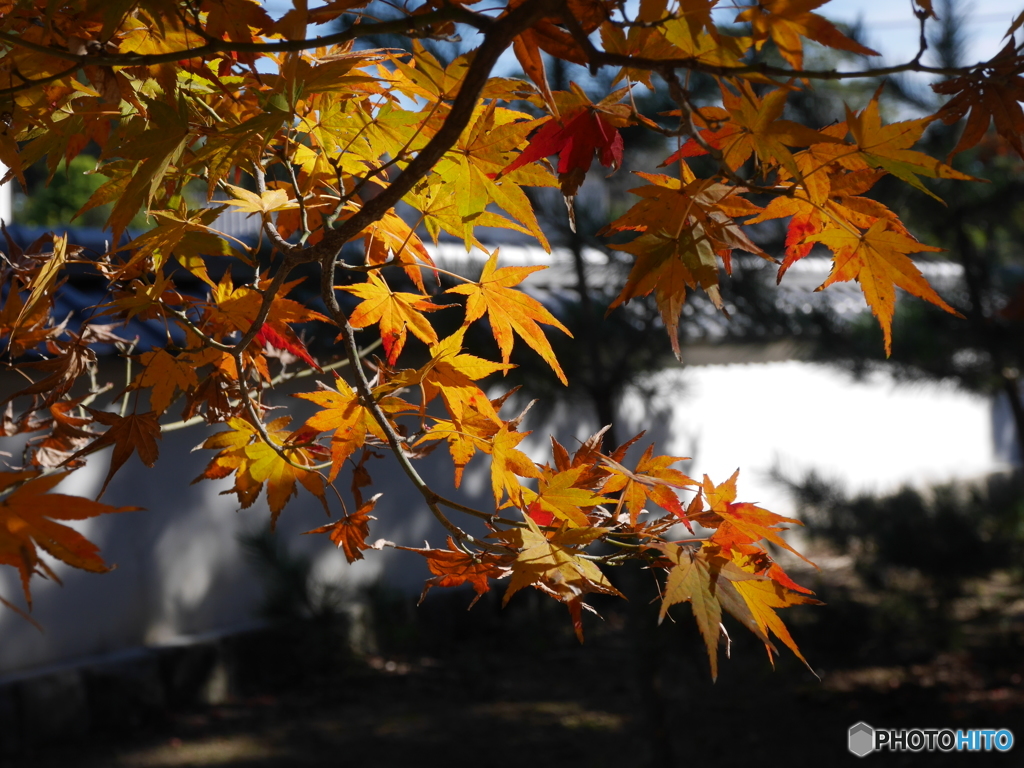 天祐寺の紅葉