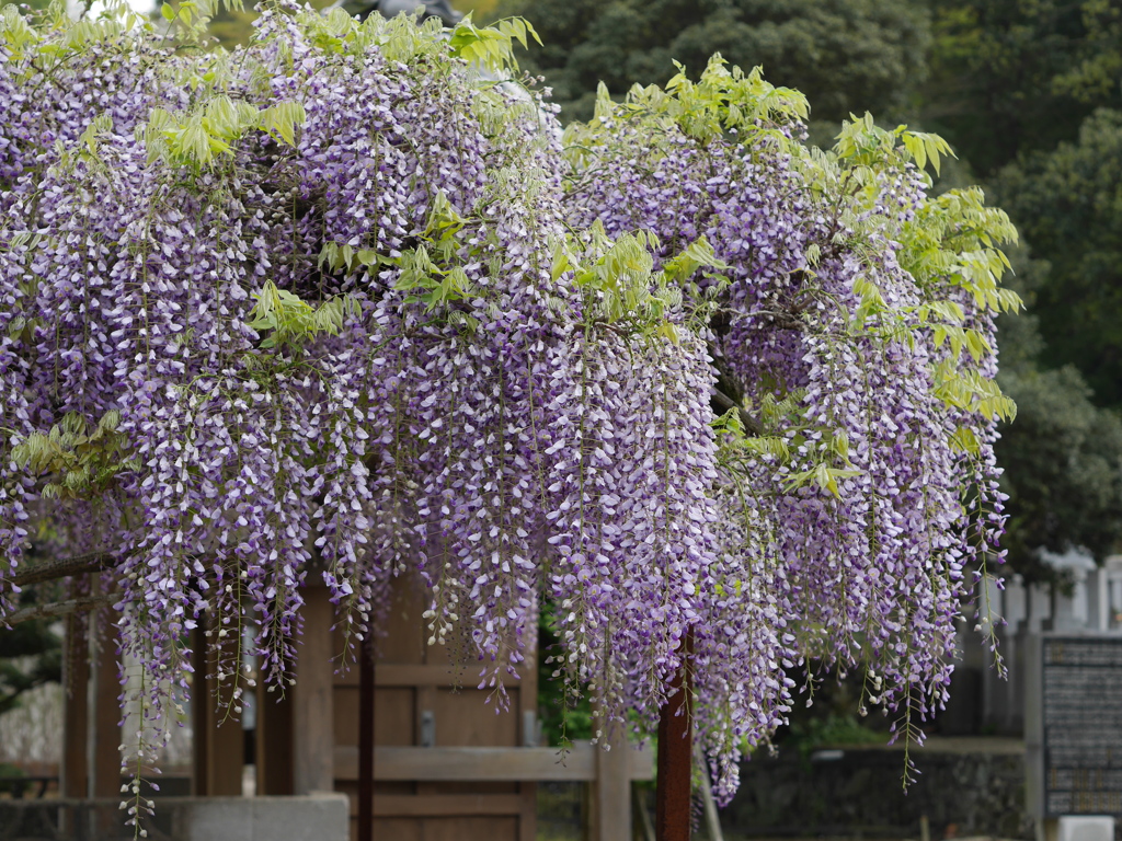 フジの花