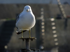 カモメさん