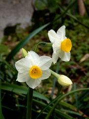 Narcissus tazetta