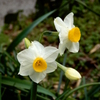 Narcissus tazetta