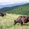 牧場の里あづま