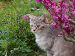 猫とハナズオウ