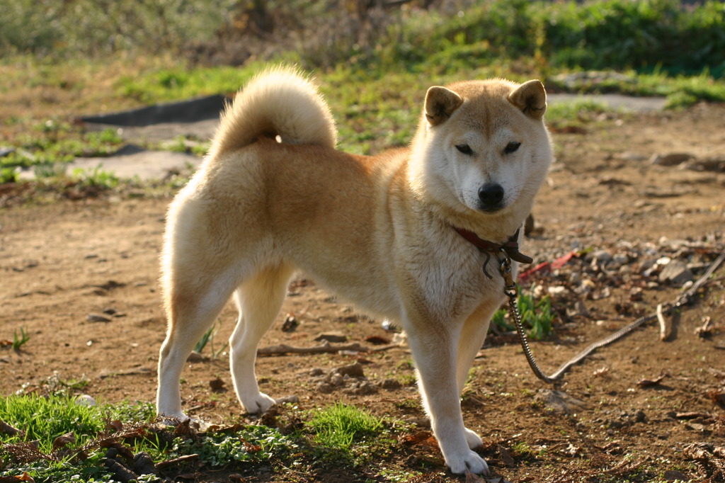 番犬