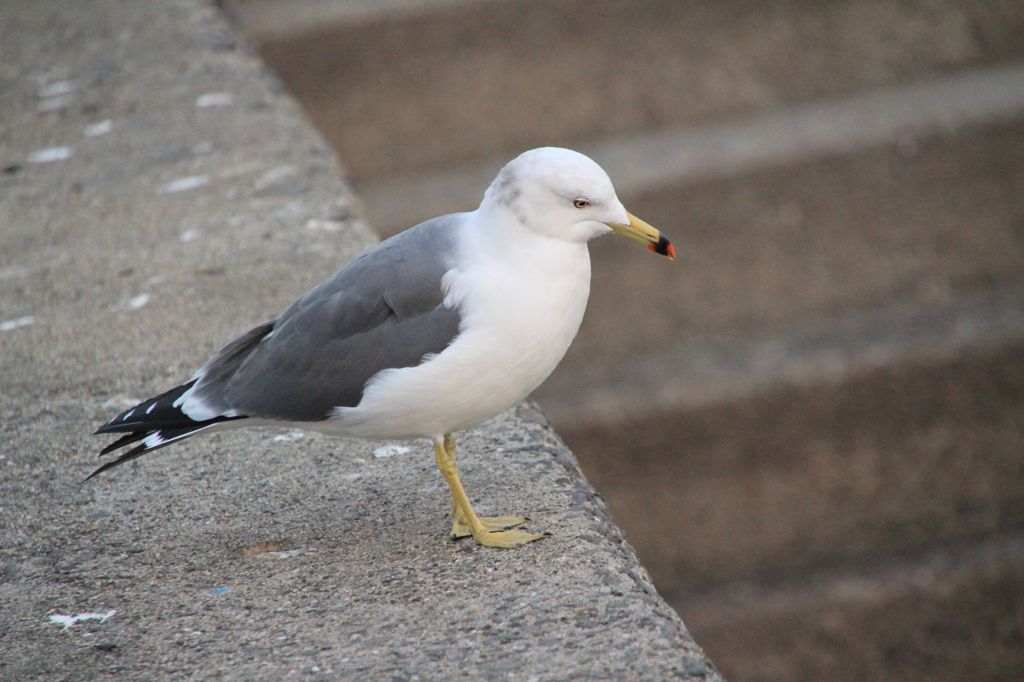Larus canus