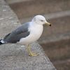 Larus canus