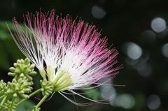 合歓の花