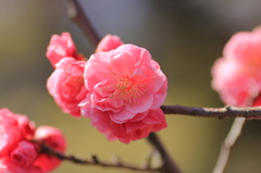 梅の花