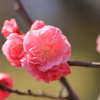 梅の花