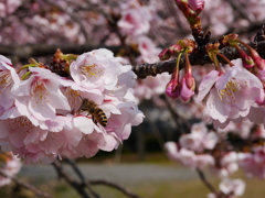 大寒桜