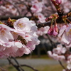 大寒桜