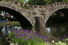 諫早公園の花菖蒲