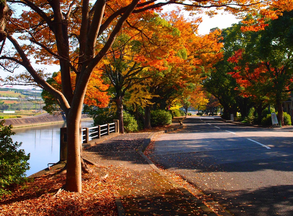 最後の紅葉