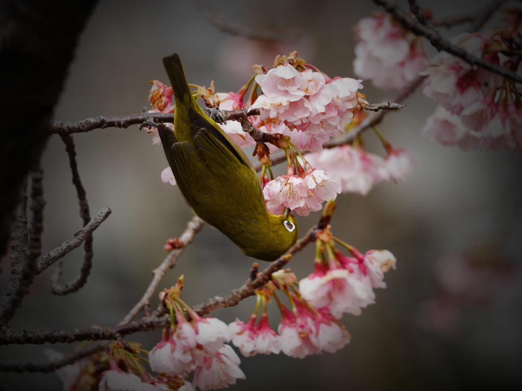 メジロと大寒桜Ⅱ