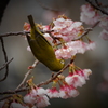 メジロと大寒桜Ⅱ
