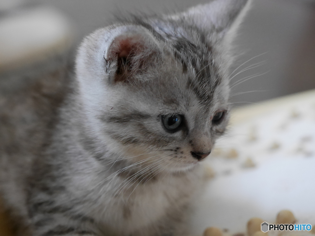 仔猫