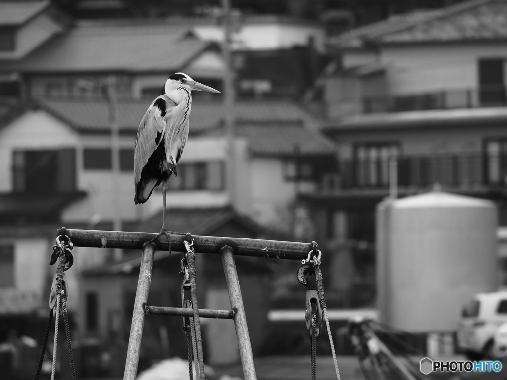 港のサギ