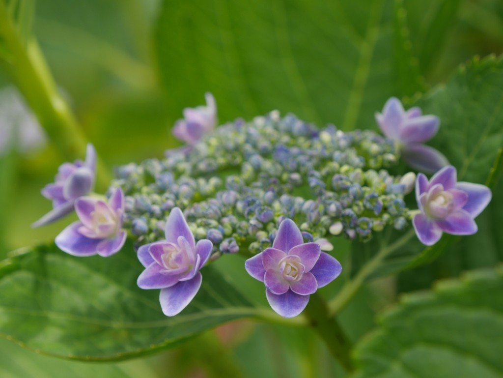 紫陽花
