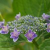 紫陽花
