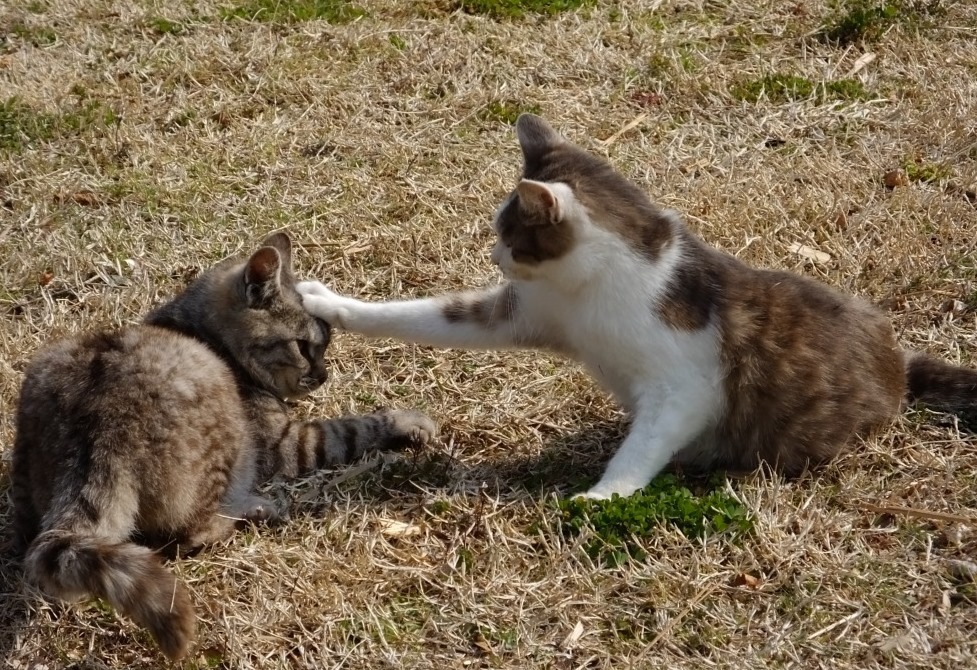 猫パンチ