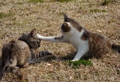 猫パンチ