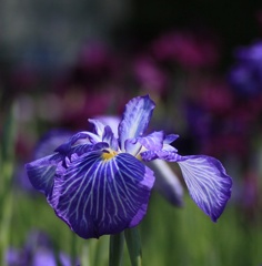 花菖蒲