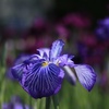 花菖蒲