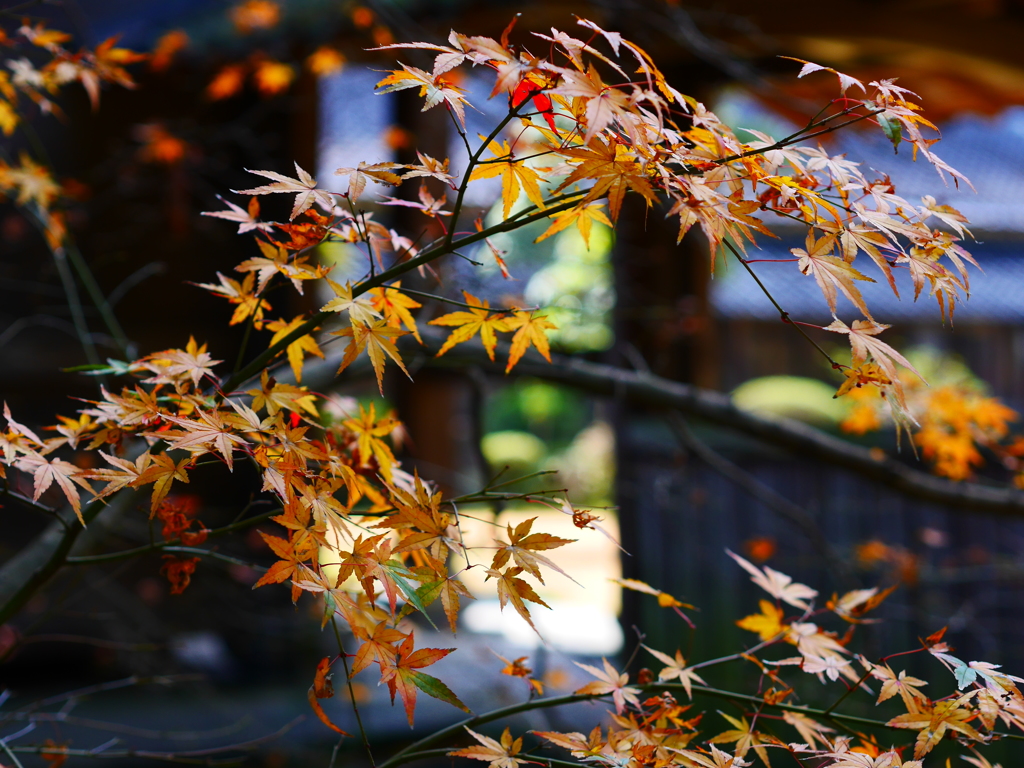 最後の紅葉