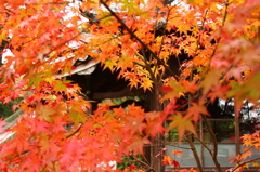 天祐寺の紅葉