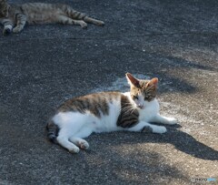 朝の猫