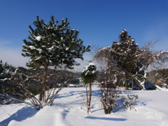 庭の大雪