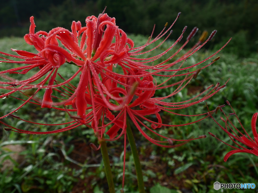 曼珠沙華