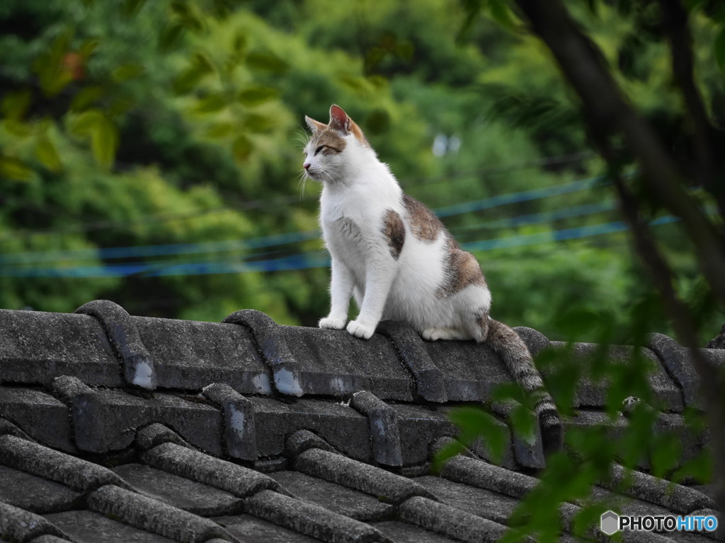 屋根番猫