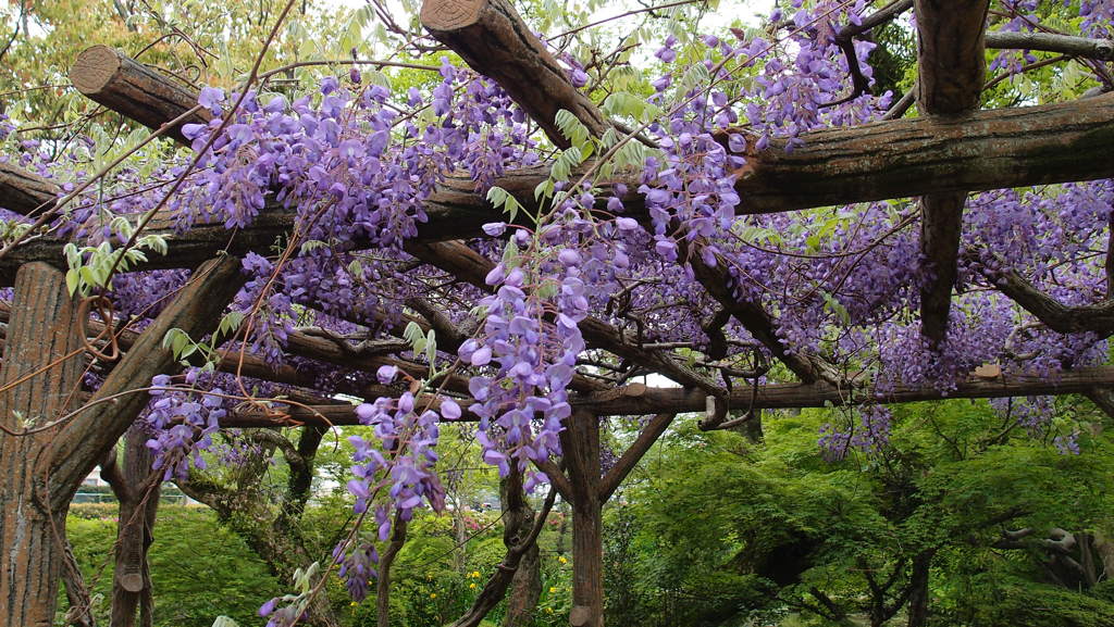 大村公園の藤