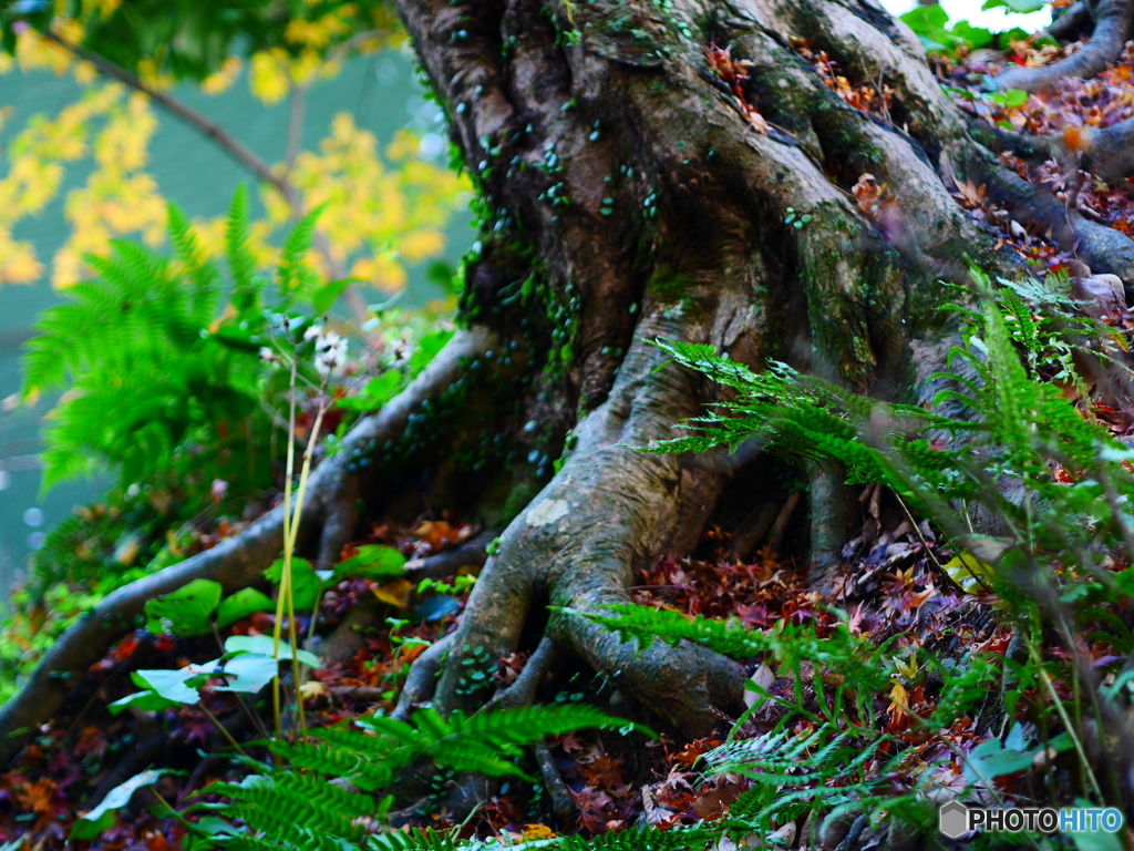 The root