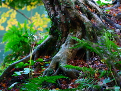 The root