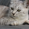 サバトラ猫