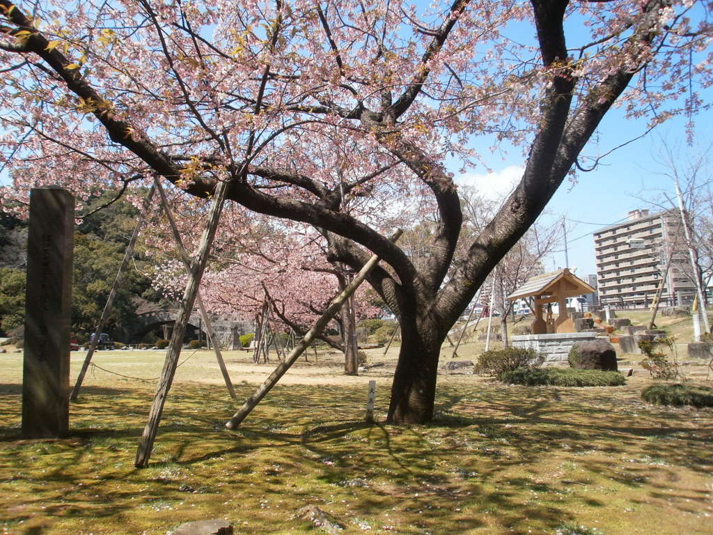 諫早公園の大寒桜