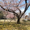 諫早公園の大寒桜
