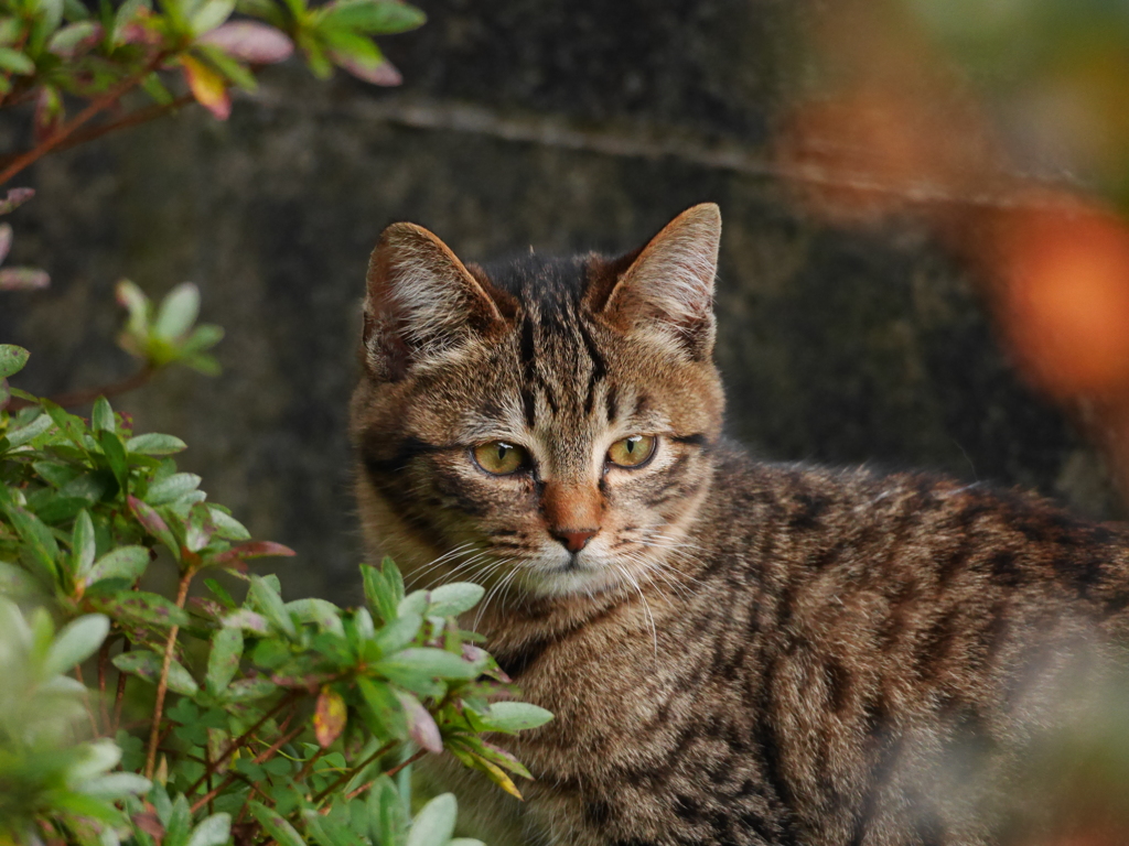 a stray cat
