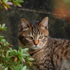 a stray cat