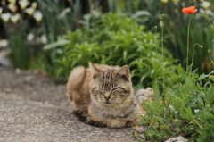 春の猫